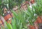 Carapookplant-nursery-10.jpg; ?>