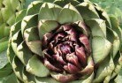 Carapookplant-nursery-1.jpg; ?>