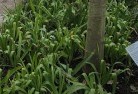 Carapookplant-nursery-23.jpg; ?>