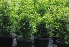 Carapookplant-nursery-24.jpg; ?>