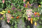 Carapookplant-nursery-27.jpg; ?>